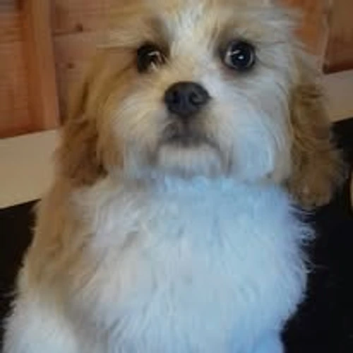 Freshly groomed dog looking happy after a full groom session