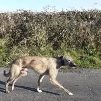 Dog enjoying a walk in the rural Sligo countryside